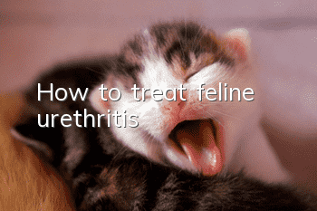 How to treat feline urethritis