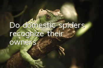 Do domestic spiders recognize their owners?