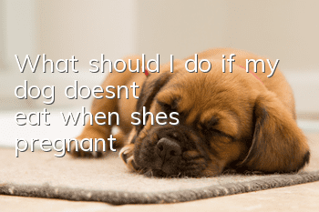 What should I do if my dog ​​doesn’t eat when she’s pregnant?