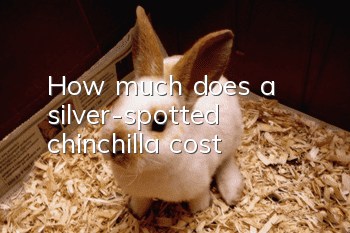 How much does a silver-spotted chinchilla cost?