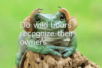 Do wild boars recognize their owners?