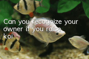 Can you recognize your owner if you raise koi?