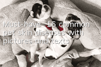 Must-have | 16 common pet skin diseases with pictures and texts