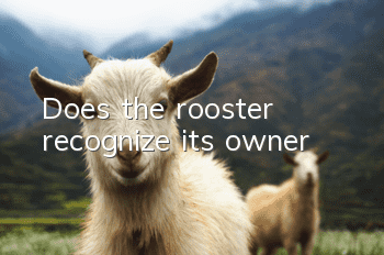 Does the rooster recognize its owner?