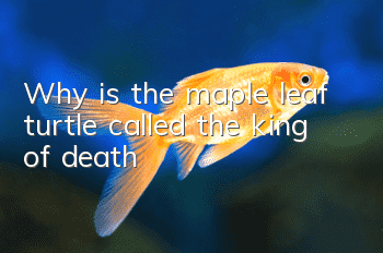 Why is the maple leaf turtle called the king of death?