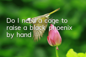 Do I need a cage to raise a black phoenix by hand?