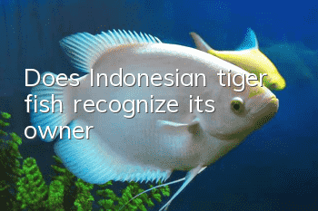 Does Indonesian tiger fish recognize its owner?