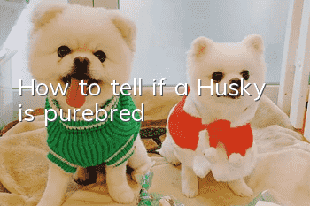 How to tell if a Husky is purebred