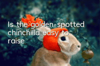 Is the golden-spotted chinchilla easy to raise?