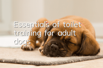 Essentials of toilet training for adult dogs