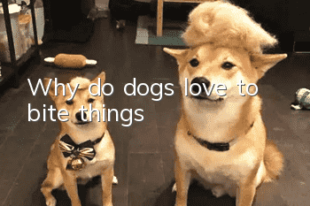 Why do dogs love to bite things?