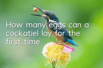 How many eggs can a cockatiel lay for the first time?