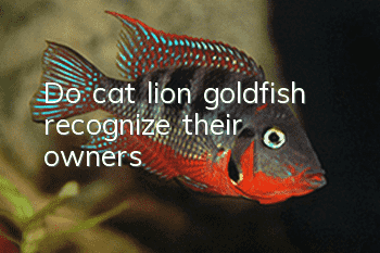 Do cat lion goldfish recognize their owners?