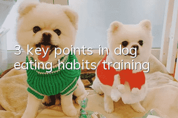 3 key points in dog eating habits training