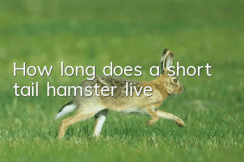 How long does a short tail hamster live?