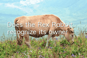 Does the Rex Rabbit recognize its owner?