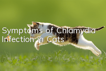 Symptoms of Chlamydia Infection in Cats