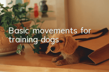 Basic movements for training dogs