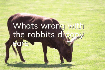 What’s wrong with the rabbit’s droopy ears?