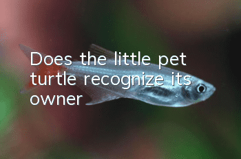 Does the little pet turtle recognize its owner?