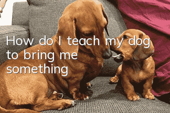 How do I teach my dog ​​to bring me something?