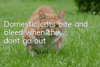 Domestic cats bite and bleed when they don’t go out