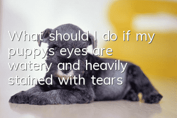 What should I do if my puppy’s eyes are watery and heavily stained with tears?