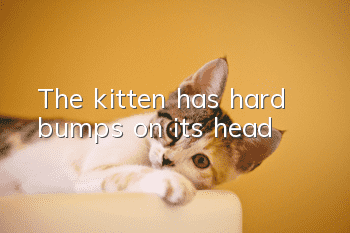 The kitten has hard bumps on its head