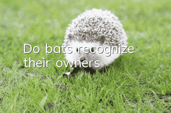 Do bats recognize their owners?