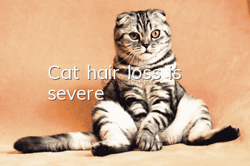 Cat hair loss is severe