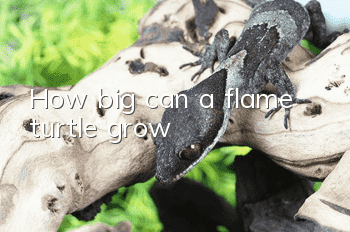 How big can a flame turtle grow?