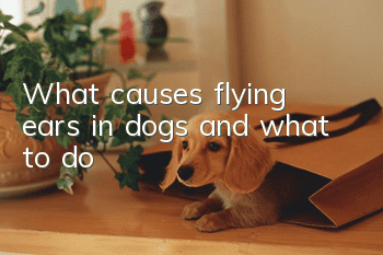 What causes flying ears in dogs and what to do?