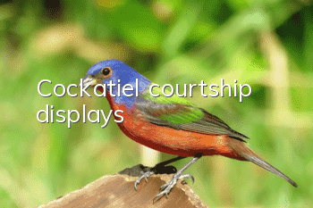 Cockatiel courtship displays