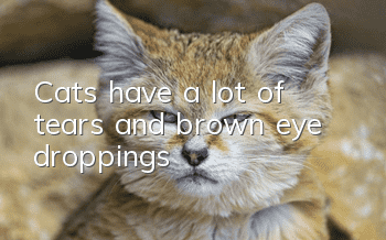 Cats have a lot of tears and brown eye droppings