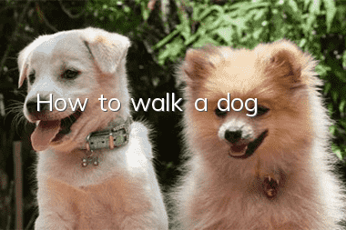 How to walk a dog