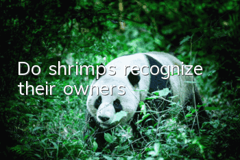 Do shrimps recognize their owners?