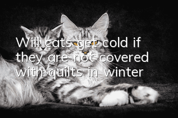 Will cats get cold if they are not covered with quilts in winter?