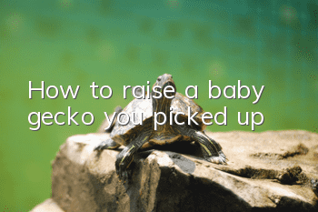 How to raise a baby gecko you picked up