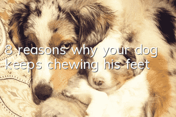 8 reasons why your dog keeps chewing his feet