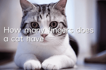 How many fingers does a cat have?