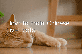 How to train Chinese civet cats