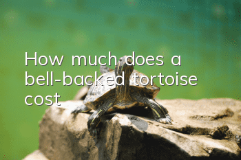 How much does a bell-backed tortoise cost?