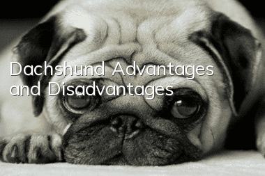 Dachshund Advantages and Disadvantages