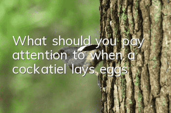 What should you pay attention to when a cockatiel lays eggs?