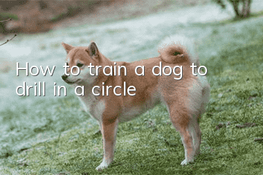 How to train a dog to drill in a circle?