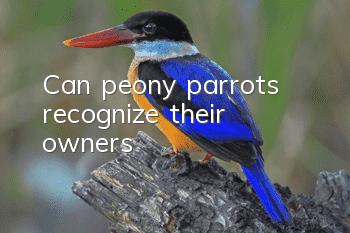 Can peony parrots recognize their owners?