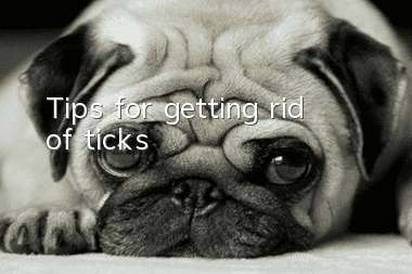 Tips for getting rid of ticks