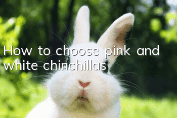 How to choose pink and white chinchillas