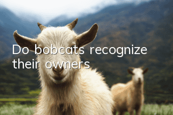 Do bobcats recognize their owners?