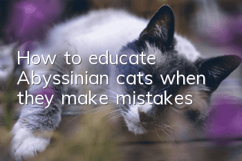 How to educate Abyssinian cats when they make mistakes